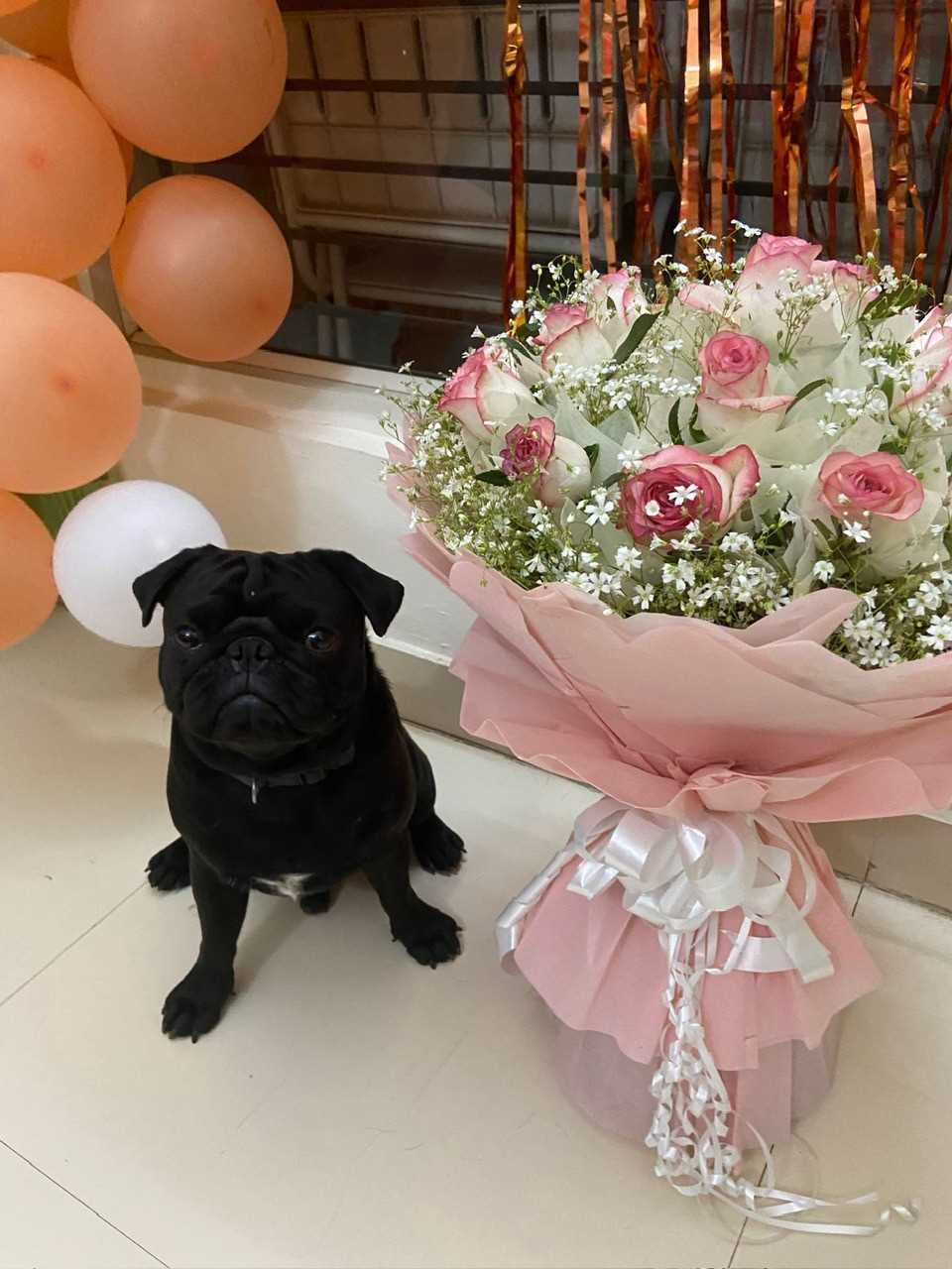 Pug Dogs For Mating In Delhi