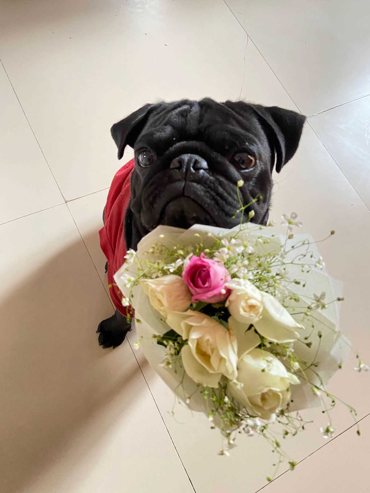 Pug Dogs For Mating In Delhi