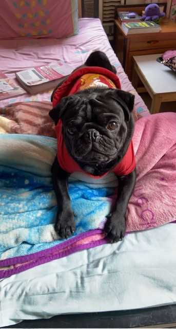 Pug Dogs For Mating In Delhi