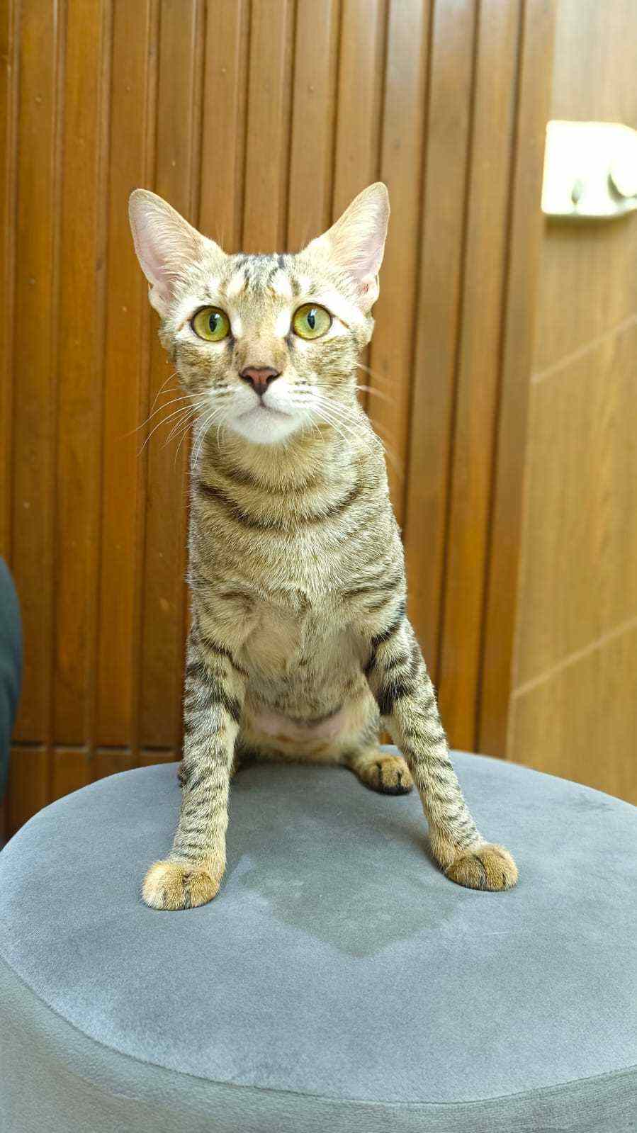 Indian Breed For Adoption In Ahmedabad