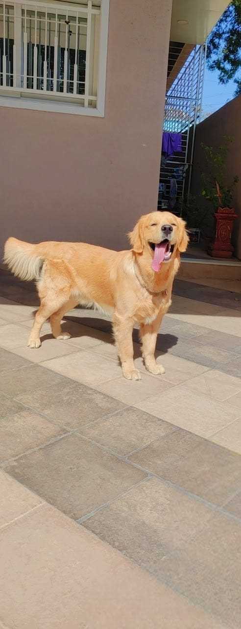 Golden Retriever Dogs For Mating In Amravati