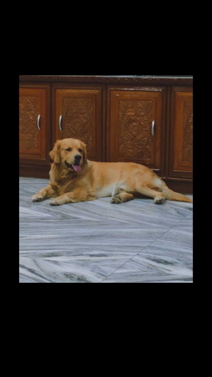 Golden Retriever Dogs For Mating In Amravati