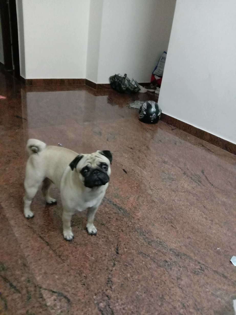Pug Dogs For Mating In Bangalore