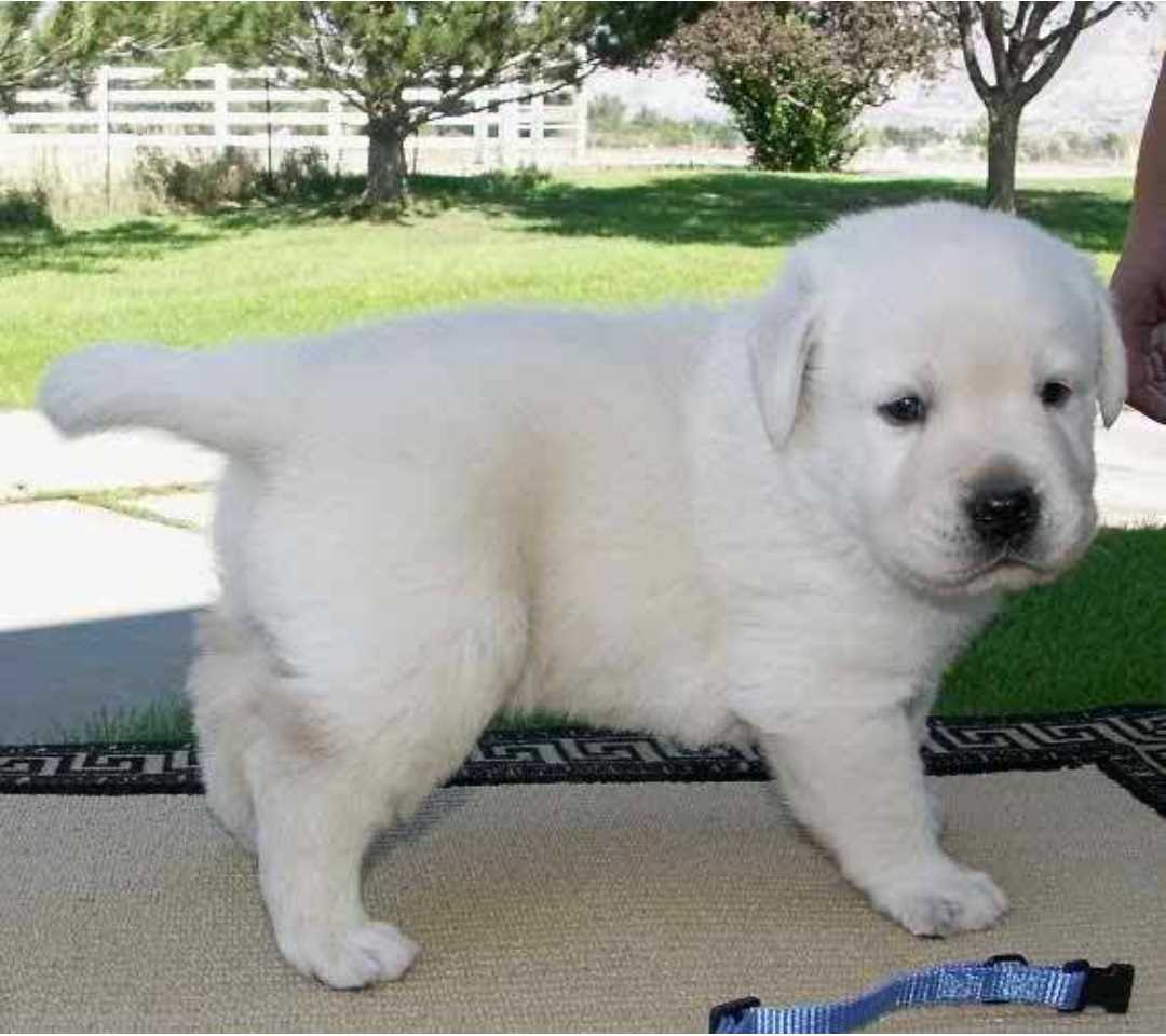 Labrador Retriever For Sale In Bhilai Nagar