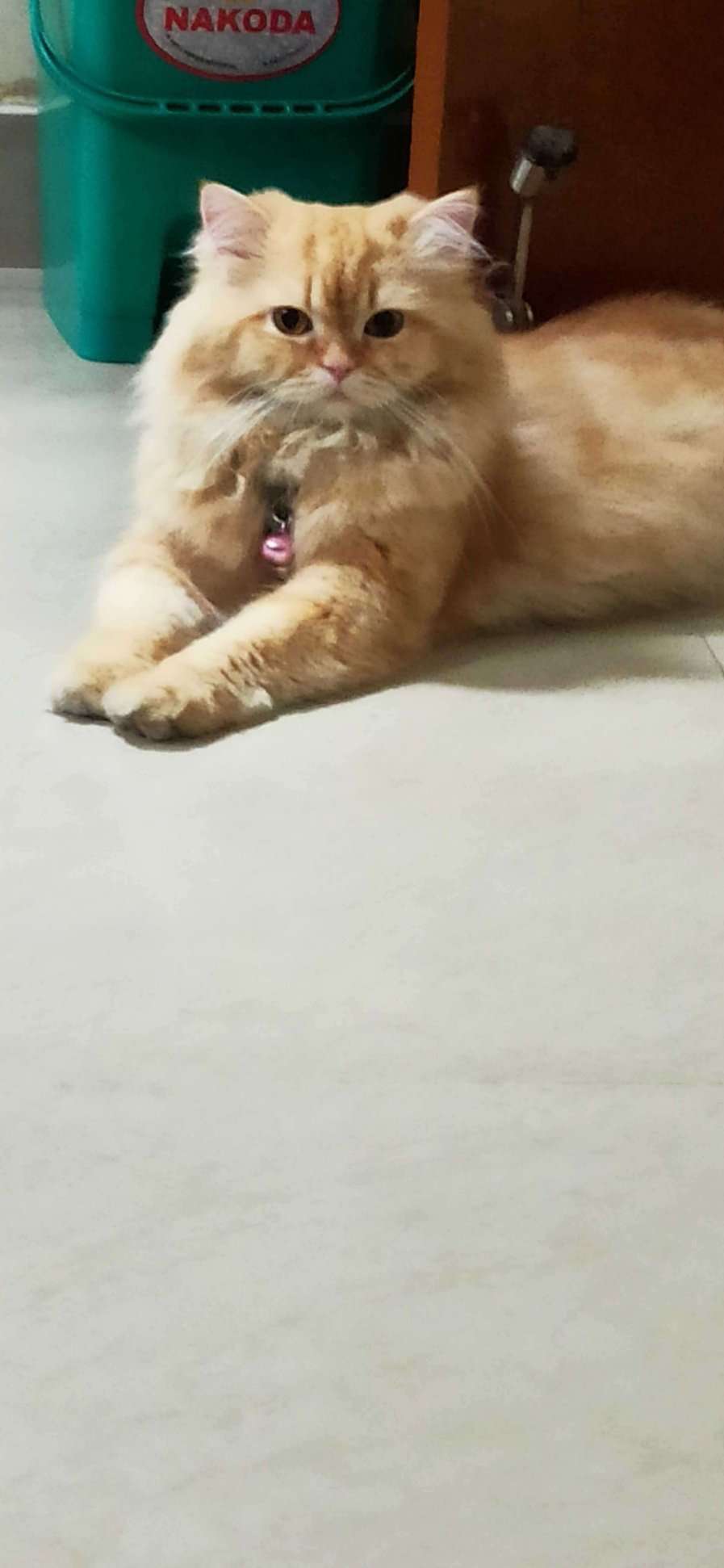 Persian Dogs For Mating In Bangalore