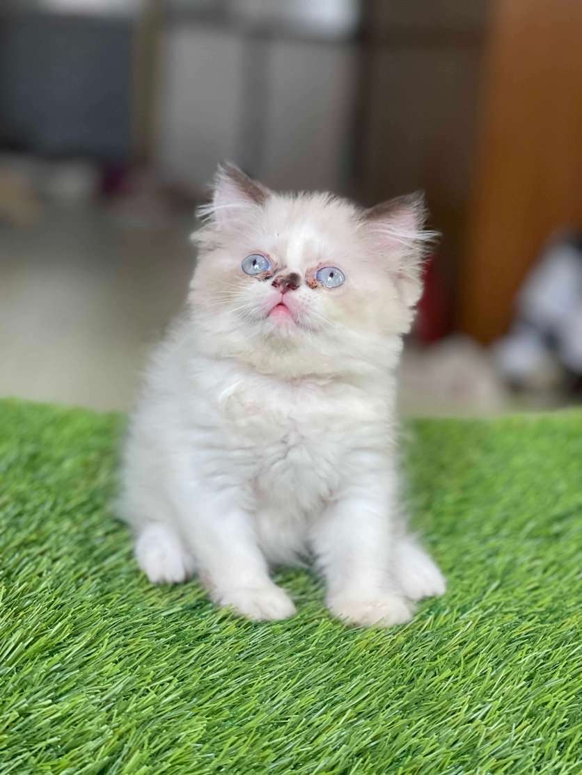Ragdoll For Sale In Mumbai
