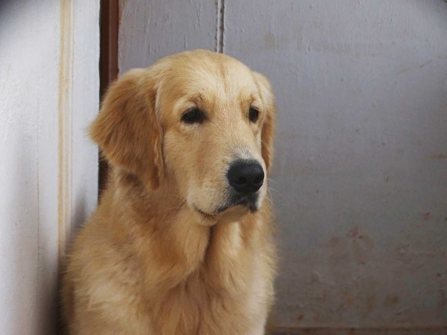 Golden Retriever Dogs For Mating In Lucknow