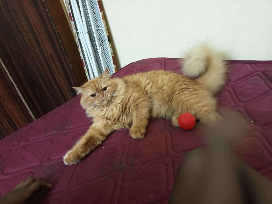 Persian For Adoption In Mysore