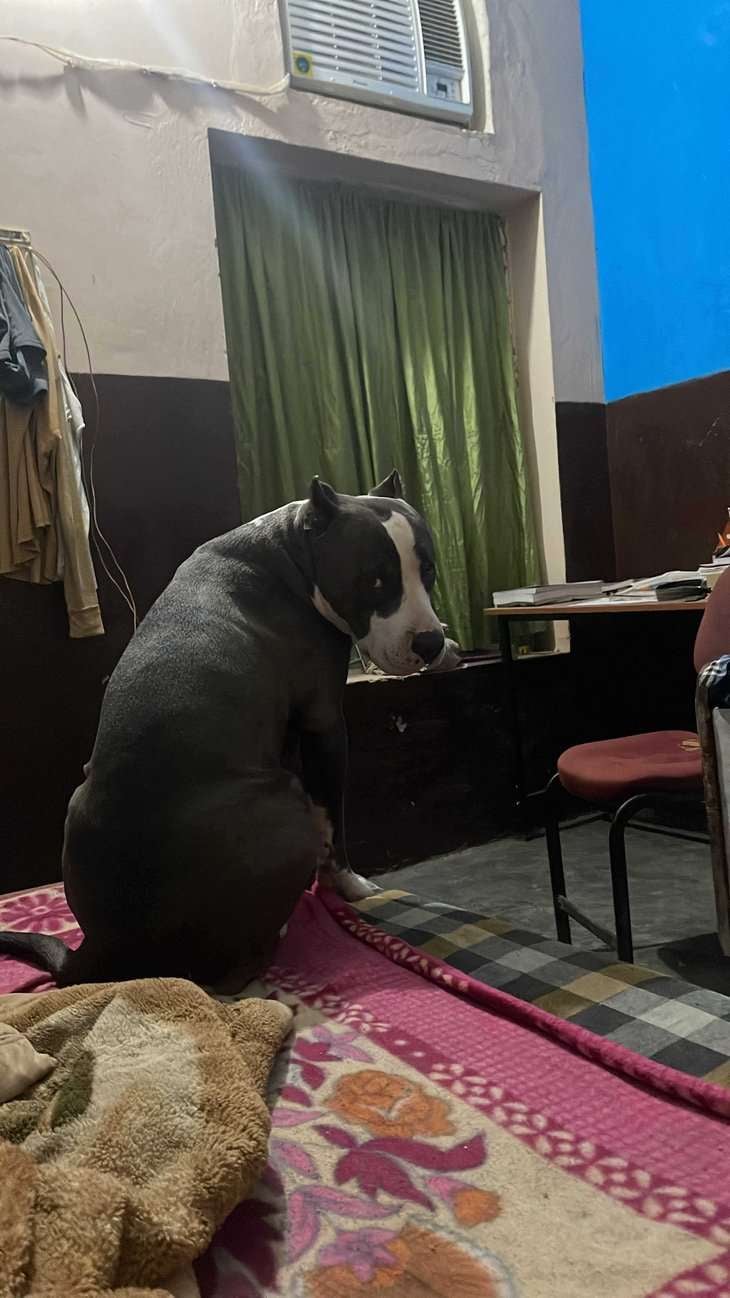 American Pit Bull Terrier Dogs For Mating In Rohtak