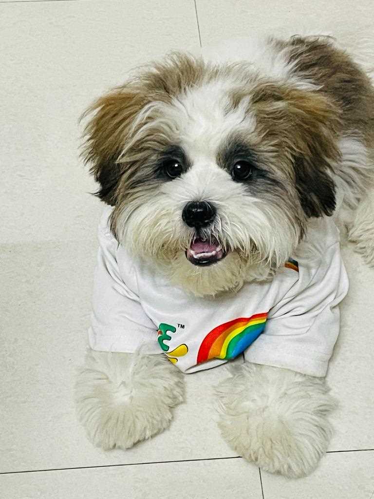 Lhasa Apso For Sale In Pune