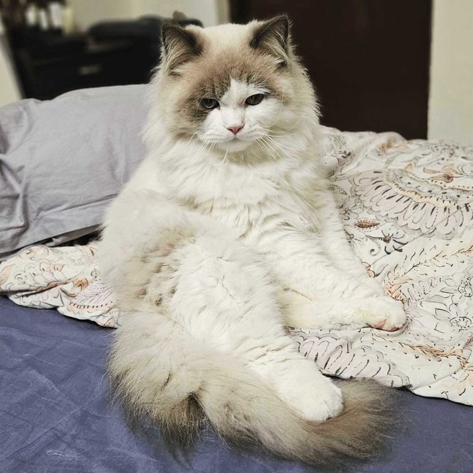 Ragdoll For Sale In Ahmedabad