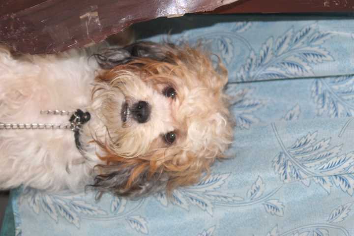 Shih Tzu Dogs For Mating In Hyderabad