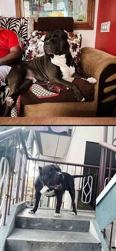 American Bully Dogs For Mating In Bangalore