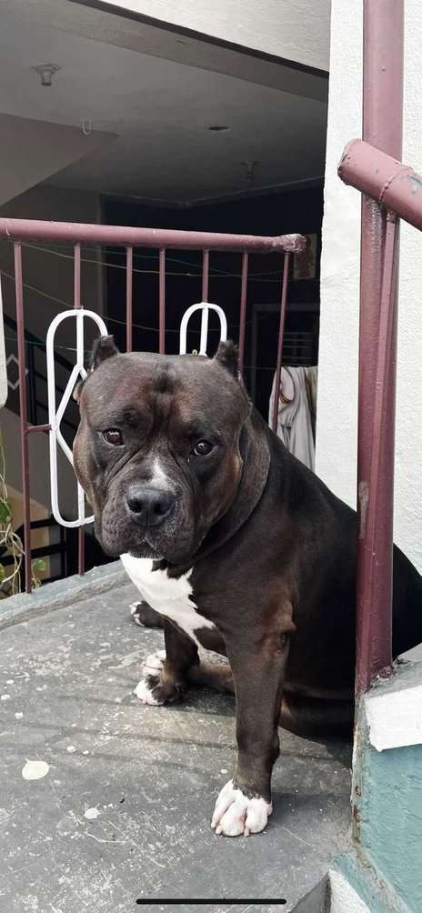 American Bully Dogs For Mating In Bangalore