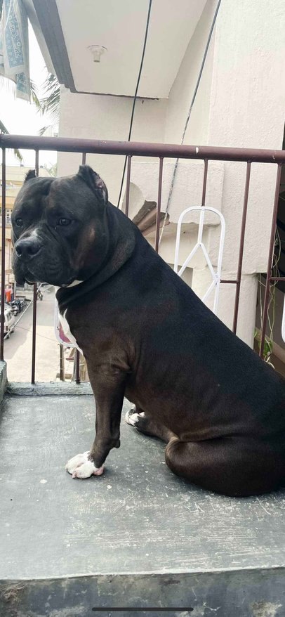 American Bully Dogs For Mating In Bangalore