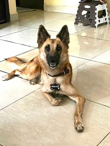 German Shepherd Dogs For Mating In Chennai