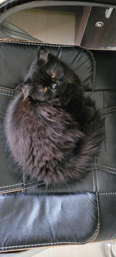 Persian For Adoption In Mumbai
