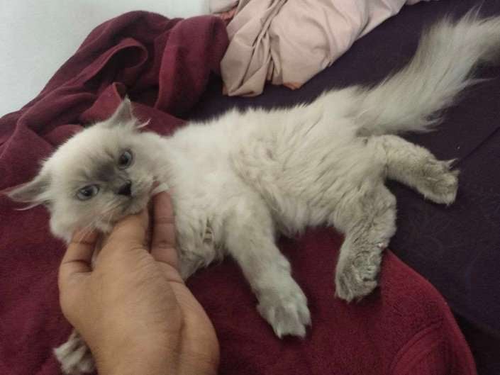 Ragdoll For Sale In Delhi