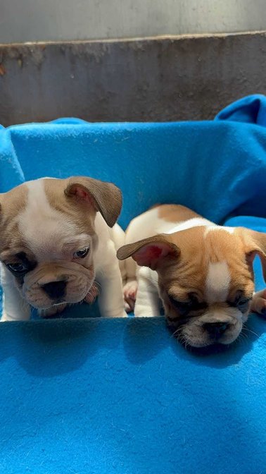 French Bulldog For Sale In Bangalore