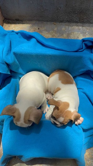 French Bulldog For Sale In Bangalore
