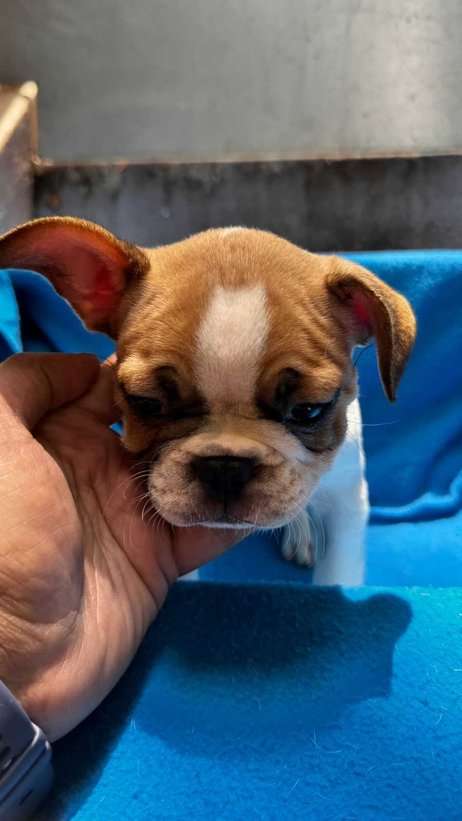 French Bulldog For Sale In Bangalore