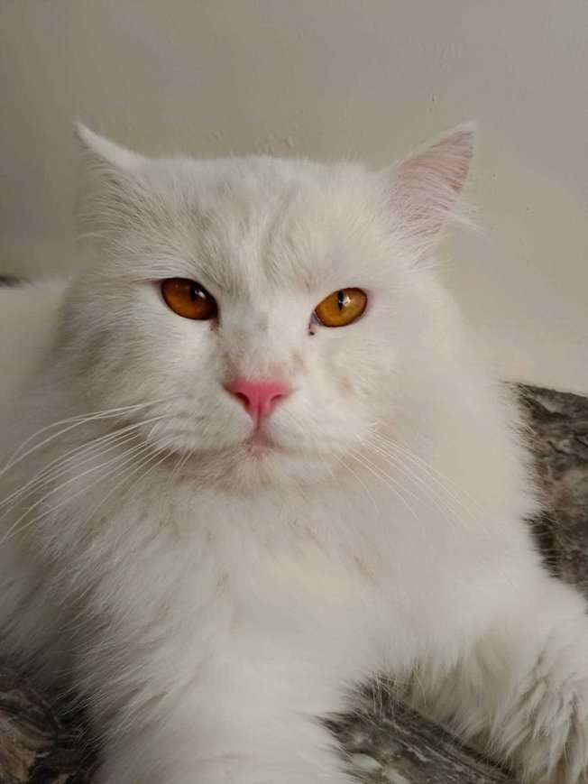 Persian For Sale In Jalgaon
