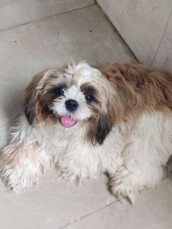 Shih Tzu For Adoption In Guntur