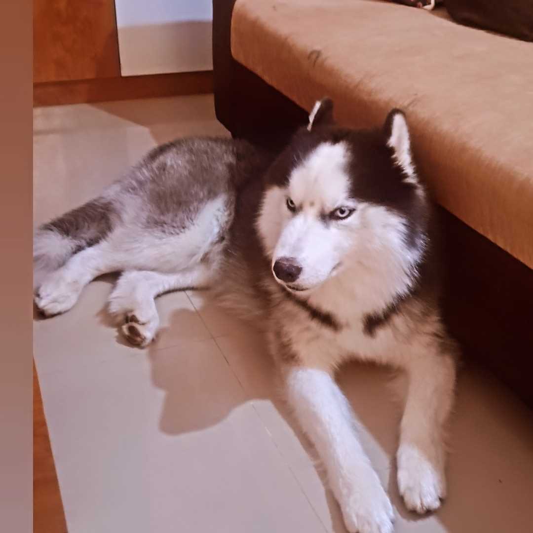 Siberian Husky Dogs For Mating In Bangalore