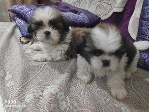 Shih Tzu For Sale In Chikmagalur