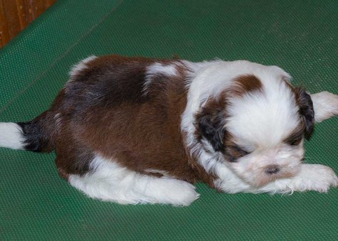 Shih Tzu For Sale In Chikkaballapura
