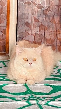 Persian Dogs For Mating In Bangalore
