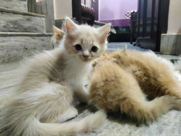 Persian For Sale In Dehradun