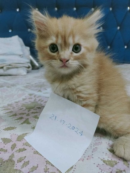 Persian For Sale In Dehradun