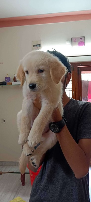 Golden Retriever For Sale In Medchal