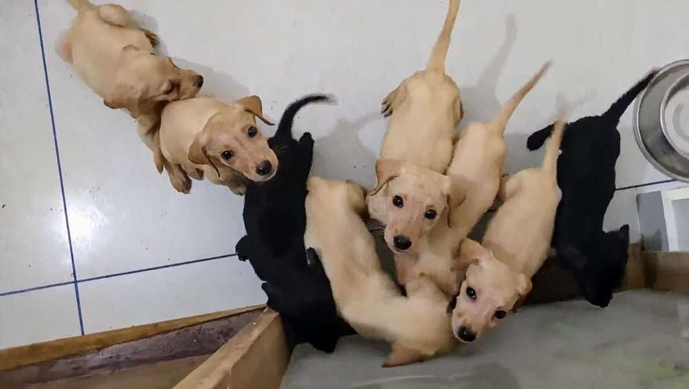 Labrador Retriever For Adoption In Ernakulam