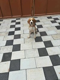 Beagle For Sale In Thiruvananthapuram