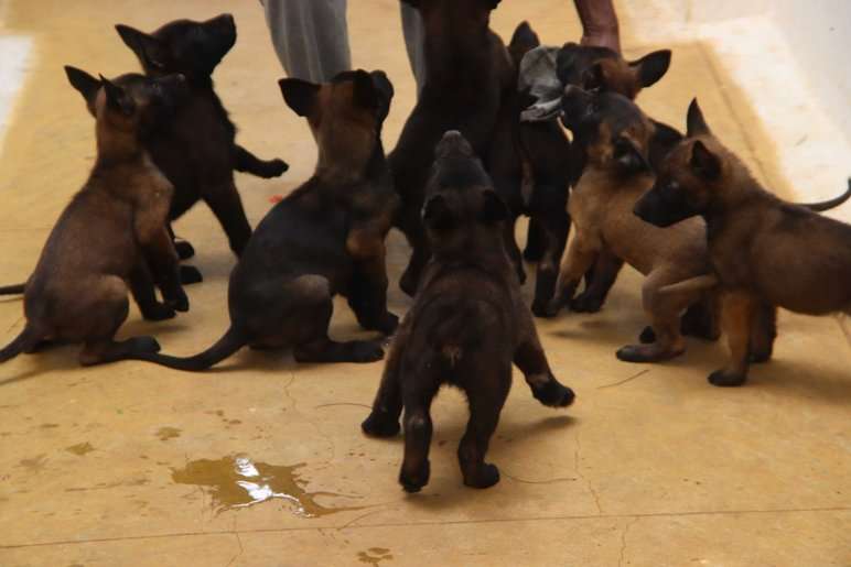 Belgian Malinois For Sale In Tirupper