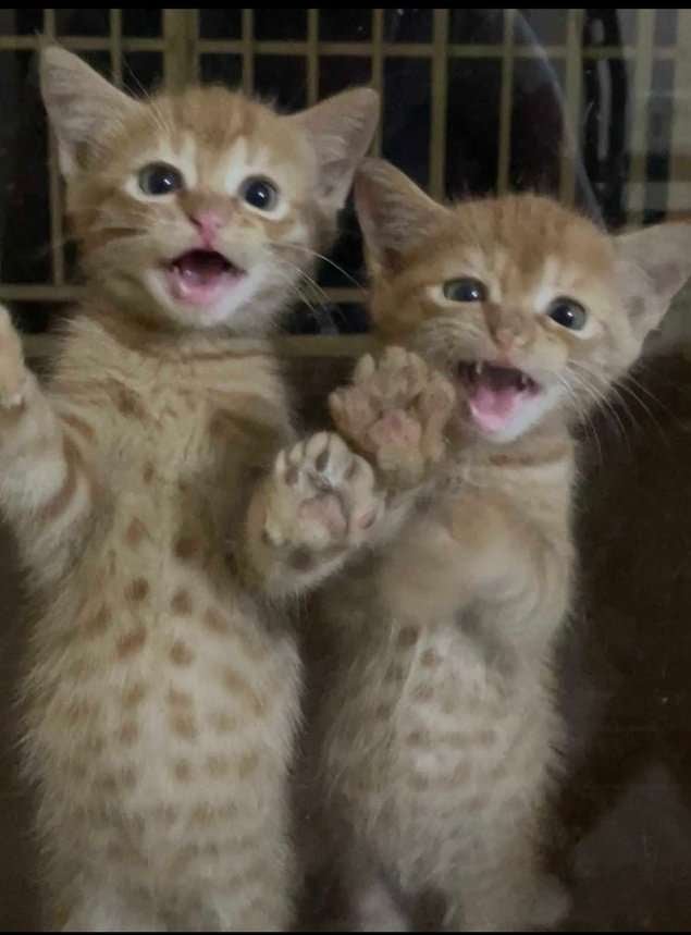 Persian For Adoption In Kochi