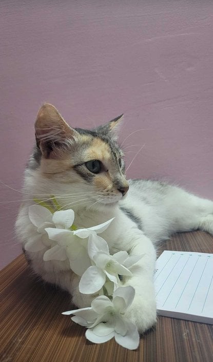 Indian Breed For Adoption In Bangalore