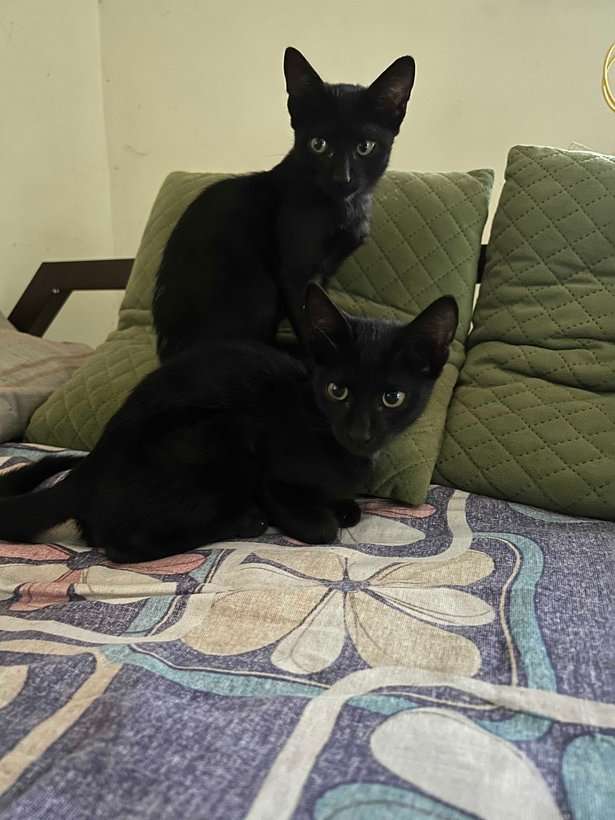 Indian Breed For Adoption In Udupi
