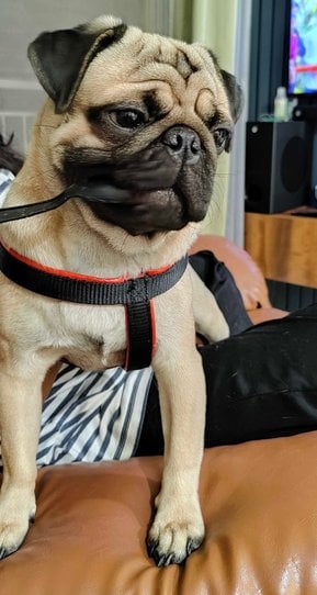Pug For Adoption In Mumbai
