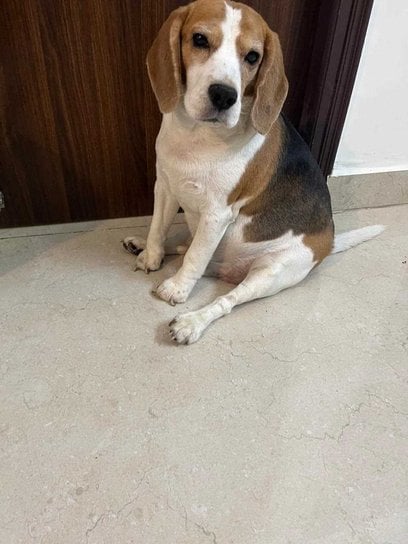 Beagle For Adoption In Chandigarh
