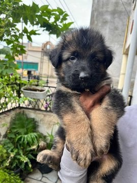 German Shepherd For Sale In Pune