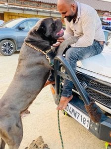 Cane Corso Dogs For Mating In Pune