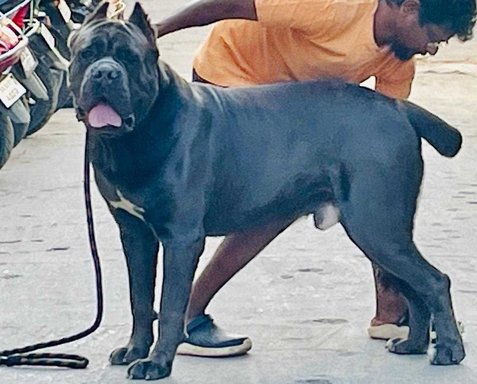 Cane Corso Dogs For Mating In Pune