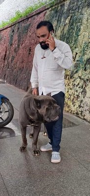 Cane Corso Dogs For Mating In Pune