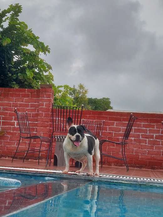 American Bully Dogs For Mating In Ajmer