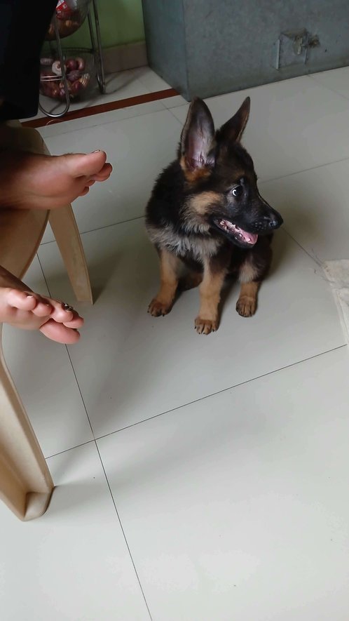 German Shepherd For Sale In Mahendragarh