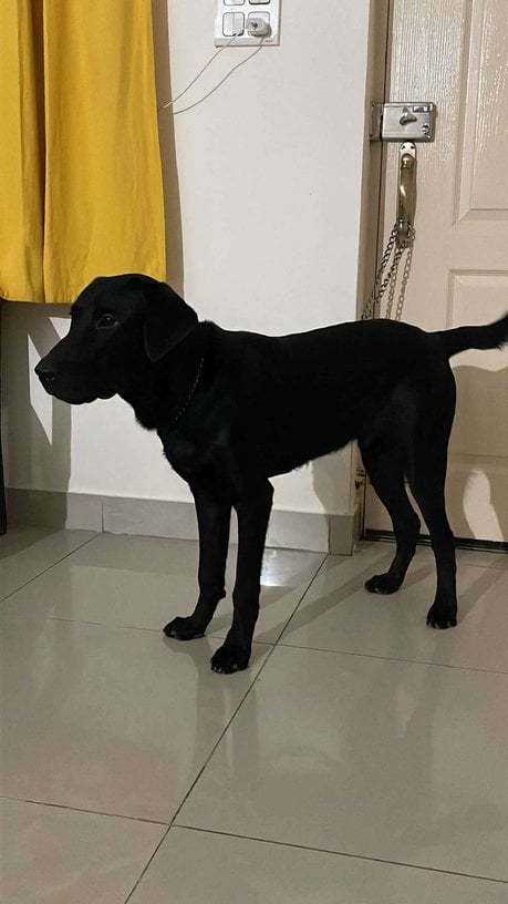 Labrador Retriever For Adoption In Jodhpur