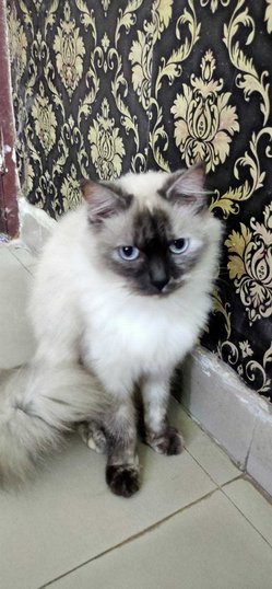 Himalayan For Sale In Kolkata